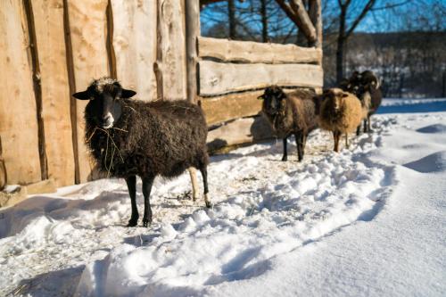 a group of sheep standing in the snow at Ferienhof Homann Sauerland in Brilon