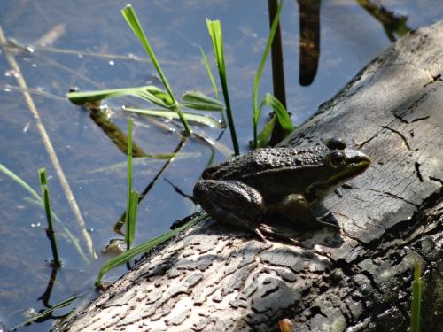 a frog sitting on a log in the water at Gîte du héron in La Wantzenau
