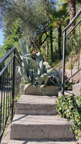 a set of stairs with a plant on them at Hotel Castello S. Antonio in Lazise