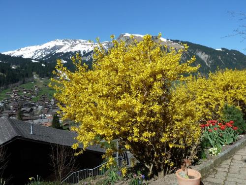 a tree with yellow leaves in front of a mountain at Apartment Bach by Interhome in Lenk