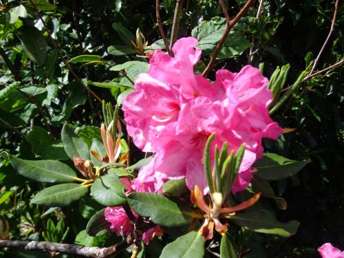 Gallery image of Les fleurs du Mont in Céaux