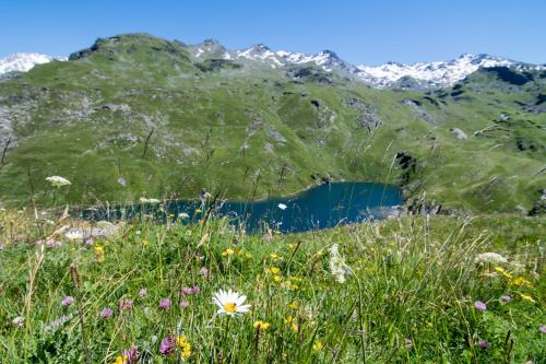 a white flower in the grass in front of a mountain at Résidence Le Chamois d'Or in Val Thorens