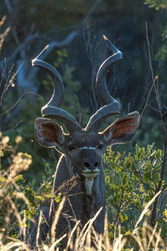 a antelope with large horns standing in a field at Big Cave Camp in Matopos