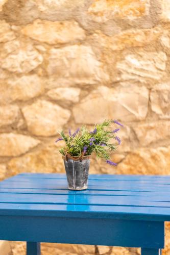 een potplant die op een blauwe tafel staat bij sofia's cozy rooms in Himare