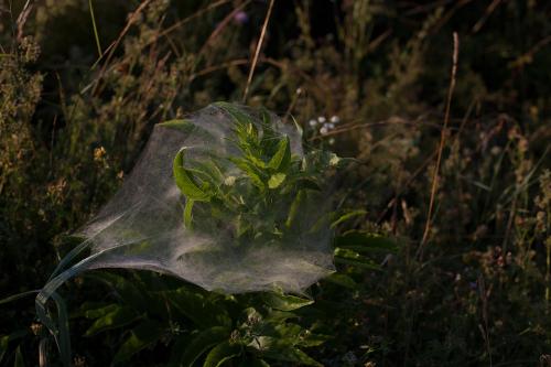 a leafy plant in a field of grass at Grand Balaton House in Kővágóörs