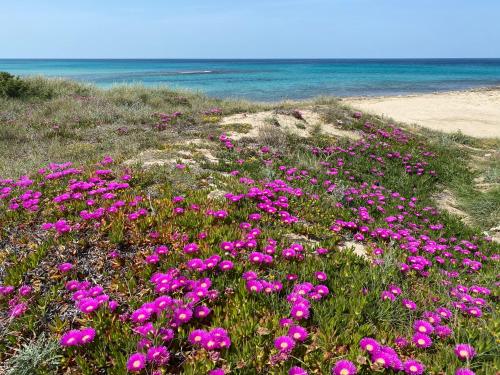 
a beach filled with lots of colorful flowers on a sunny day at TRULLI TESORO in Cisternino

