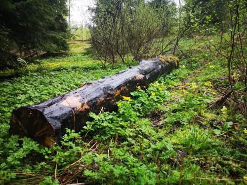 a log laying on the ground in a field at Gierkówka - Górska Rezydencja Pierwszego Sekretarza in Zwardoń
