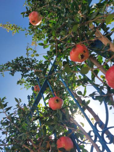 a bunch of apples hanging from a tree at Villa Luiss Panorama in Durrës