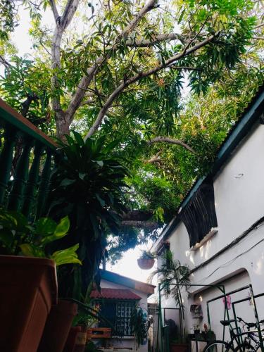 a tree is growing on the side of a building at Tita’s Airport Hotel in Cartagena de Indias