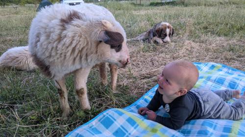 Animales en el campamento o alrededores