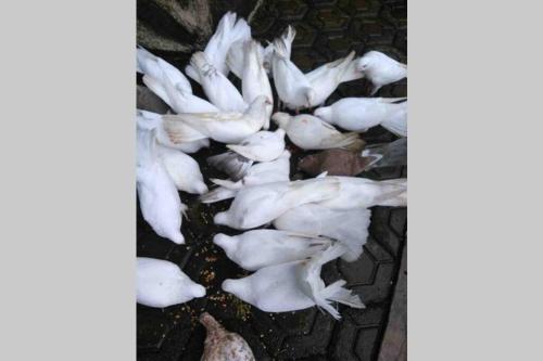 Private Villa Dekke Boru, Bogor