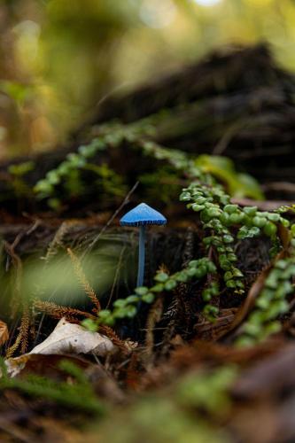 a small blue mushroom and plants in the forest at Karu ō te Kiwi in Pakawau