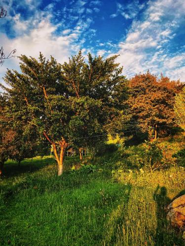 a tree in the middle of a grass field at Cabaña Agrreste in Nemocón