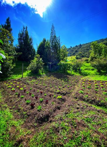 a field full of plants in a field at Cabaña Agrreste in Nemocón