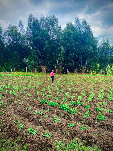 a person walking through a field of plants at Cabaña Agrreste in Nemocón