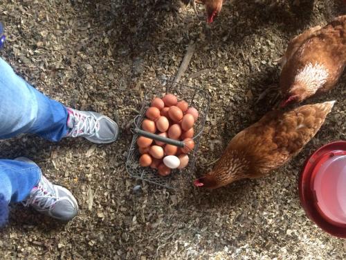 a group of chickens standing around a bowl of eggs at Cabaña Agrreste in Nemocón