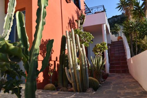 a bunch of cactus in front of a building at Sissi View in Sissi
