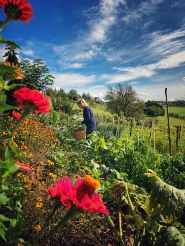 a man is working in a garden with flowers at Landhaus Schaller im Südburgenland in Maria Bild