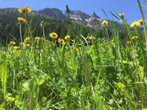 a field of yellow flowers with mountains in the background at Fedaia Joy B&B in Canazei