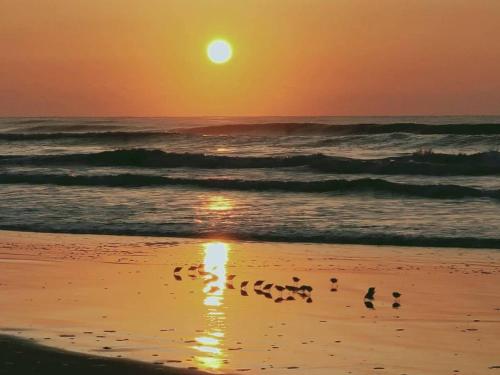 a group of birds walking on the beach at sunset at Narita Airport Samurai Hostel in Kujukuri