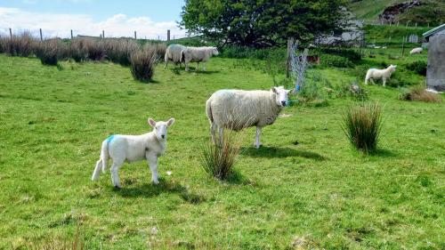 a herd of sheep standing in a grassy field at Uig Chalets Idrigill Hill Chalet in Uig