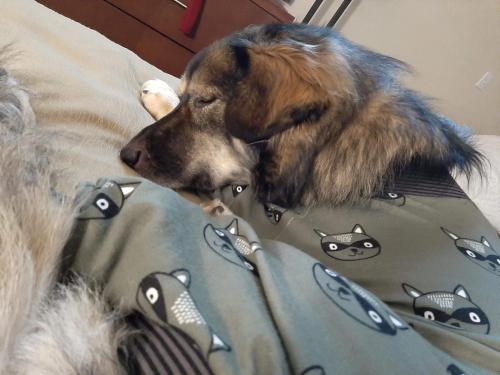 a dog laying on a bed with its head on a blanket at Comfort Inn & Suites in Medicine Hat