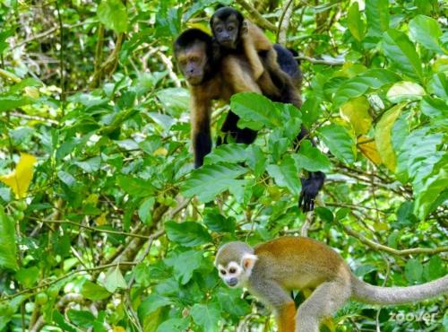 Surinat Luxury Resort – Photos 2