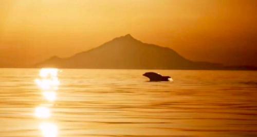 a bird swimming in the water at sunset at Afrodite Hotel Apartments in Mirina