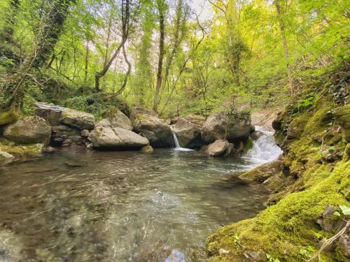 a stream in the middle of a forest at La casa con giardino, vicino al ruscello segreto in Borzonasca