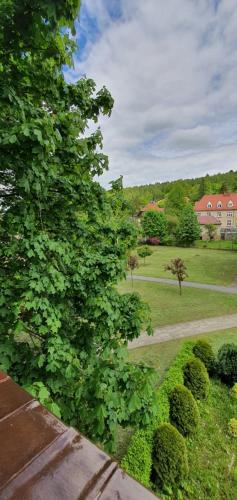 widok na park z drzewem w obiekcie Apartament Łąkowa w Polanicy Zdroju