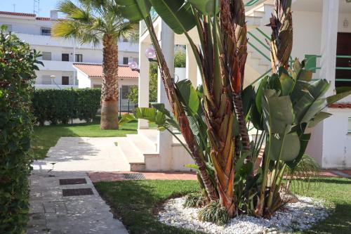 a group of palm trees in a yard with a building at Apartamento Jardim de Sta Eulália in Albufeira