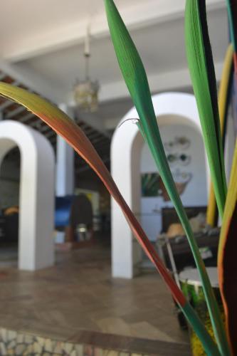 a plant with green and red leaves in a room at Banana Leaf Eco Hostel in Barra de Guaratiba