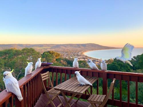 a group of birds sitting on a wooden deck at Kinoie Mornington - OCEANVIEW in Mount Martha