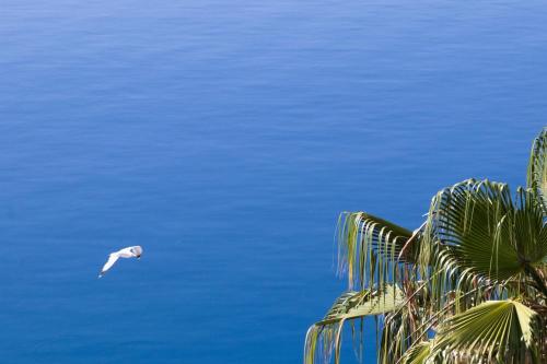 a white bird flying over a body of water at Grand Bleu Apartments & Villas in Ermioni