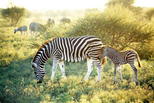 a zebra and a baby zebra grazing in a field at Madikwe Hills Private Game Lodge in Madikwe Game Reserve
