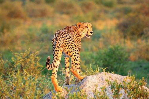 a cheetah standing on top of a rock at Madikwe Hills Private Game Lodge in Madikwe Game Reserve