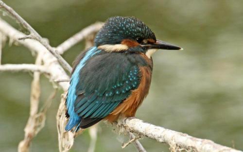 a bird is sitting on a tree branch at One Bedroom cottage retreat Loxley Barn in Tring