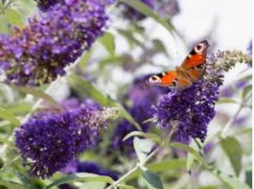 a butterfly sitting on top of a purple flower at One Bedroom cottage retreat Loxley Barn in Tring