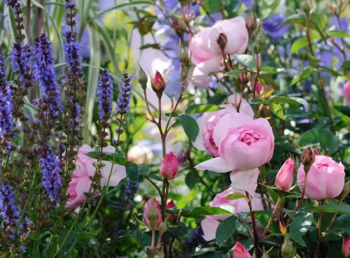 a bunch of pink roses and purple flowers at One Bedroom cottage retreat Loxley Barn in Tring