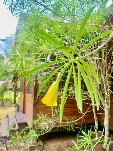 Jardín al aire libre en Sattva Land