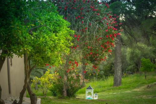 a tree with red flowers on it in a yard at Forest Resort Suites Skiathos in Troulos