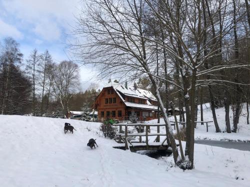 two cats walking in the snow in front of a house at Kameňácká myslivna in Moravany
