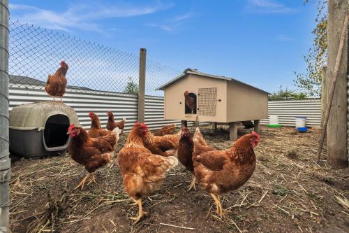 a group of chickens standing next to a fence at Sherry house in Bannockburn