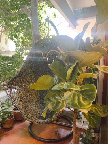 a plant in a wicker basket next to some plants at Pillow & Bread in Bangkok