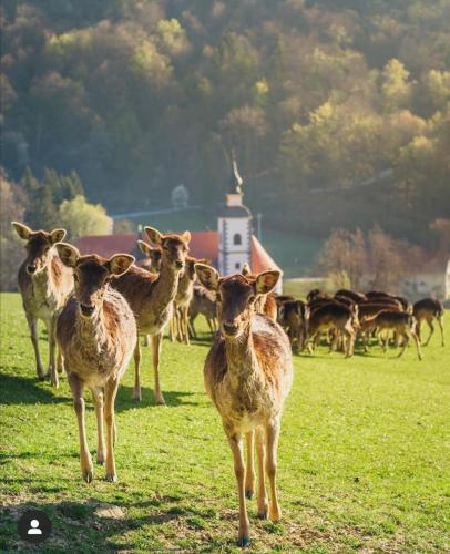 Animales en el hostal o pensión o alrededores