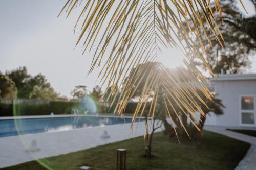 a palm tree in front of a swimming pool at SALAPIA SALIS RESORT in Margherita di Savoia