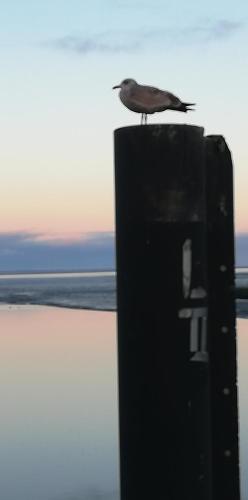 a bird sitting on top of a black post at Landhaus Löwenzahn in Dornum
