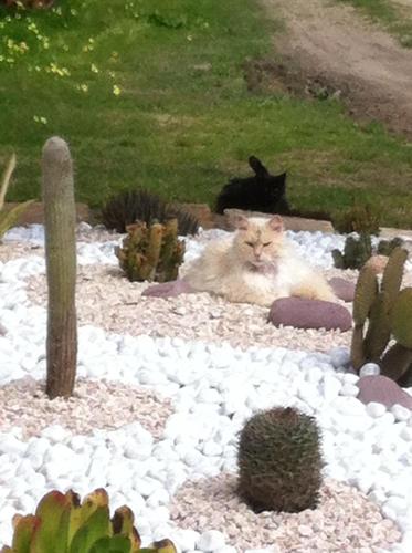 a cat sitting in the middle of a garden at Residence Sa Pintadera in Càbras