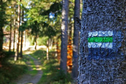 a painting on the side of a tree in a forest at Czarna Owca in Istebna
