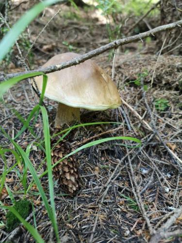 a mushroom on the ground next to a pine cone at Садиба Кичера in Petrashani